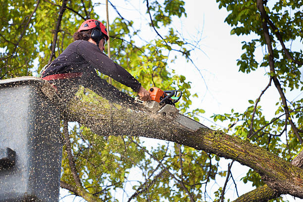 Best Stump Grinding and Removal  in Lahoma City, OK